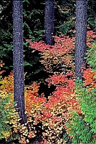 Vine Maple, Cedar & Douglas Fir